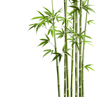 Bamboo